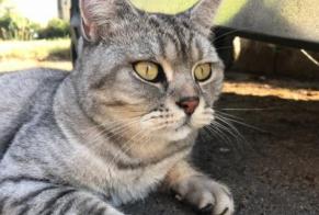 Vermisstmeldung Katze  Männliche , 10 jahre Floing Frankreich