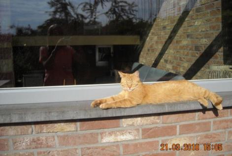 Vermisstmeldung Katze Männliche , 8 jahre Liège Belgien