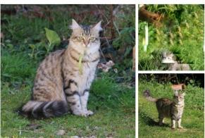 Vermisstmeldung Katze Weiblich , 5 jahre Prunay-le-Gillon Frankreich