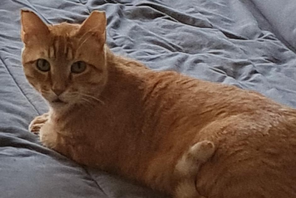 Vermisstmeldung Katze  Männliche , 9 jahre Arcueil Frankreich