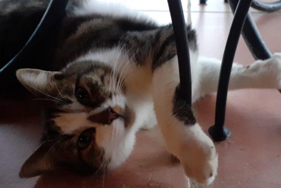 Vermisstmeldung Katze  Männliche , 4 jahre Pontchâteau Frankreich