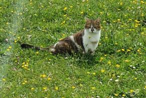 Vermisstmeldung Katze Weiblich , 8 jahre Luceau Frankreich