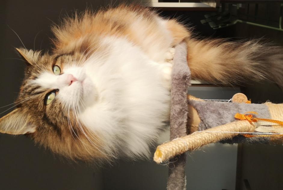 Vermisstmeldung Katze rassenmischung Weiblich , 8 jahre Marsonnas Frankreich