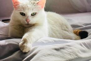 Vermisstmeldung Katze Weiblich , 9 jahre Conflans-en-Jarnisy Frankreich