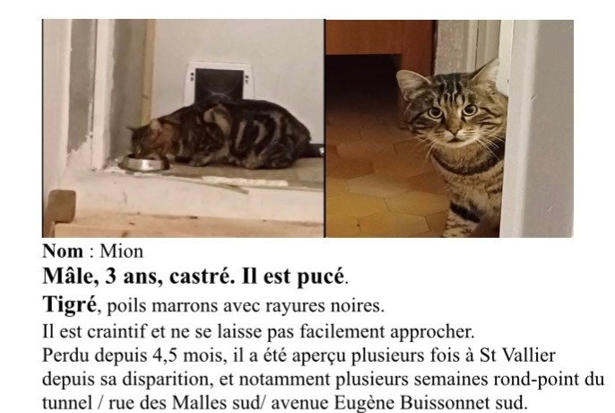 Vermisstmeldung Katze Männliche , 3 jahre Valence Frankreich