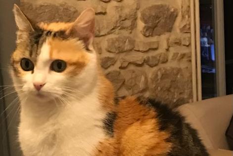 Vermisstmeldung Katze rassenmischung Weiblich , 9 jahre Cissé Frankreich
