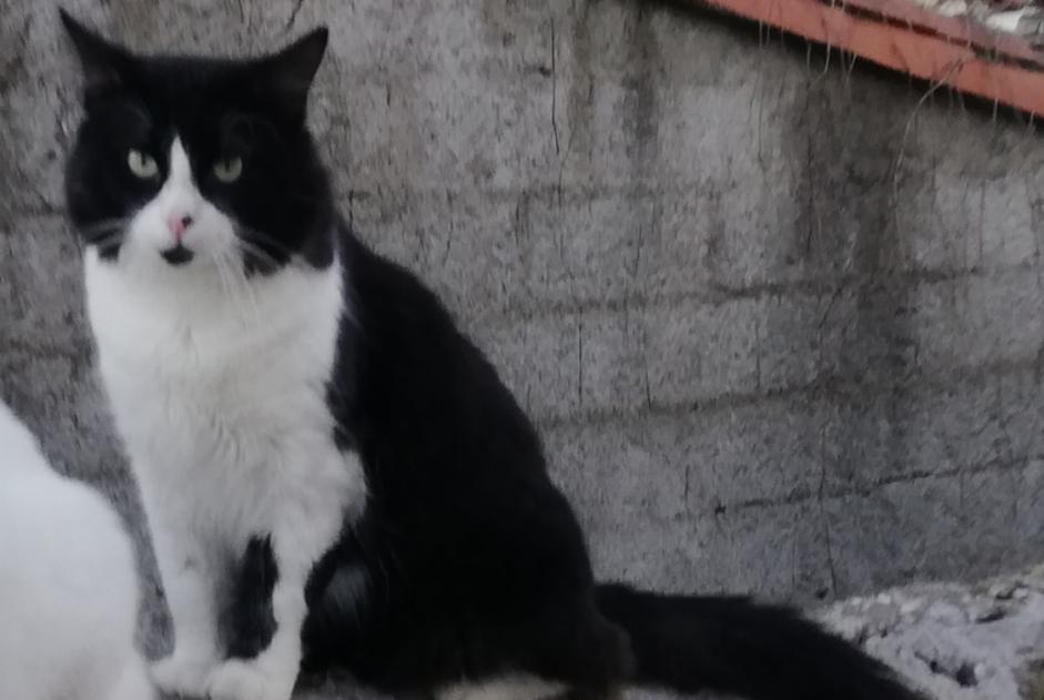 Vermisstmeldung Katze rassenmischung Männliche , 4 jahre Lézan Frankreich