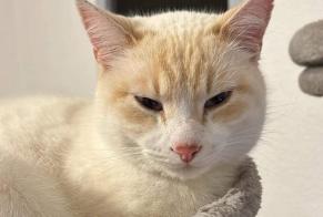 Vermisstmeldung Katze rassenmischung Männliche , 2 jahre Verniolle Frankreich