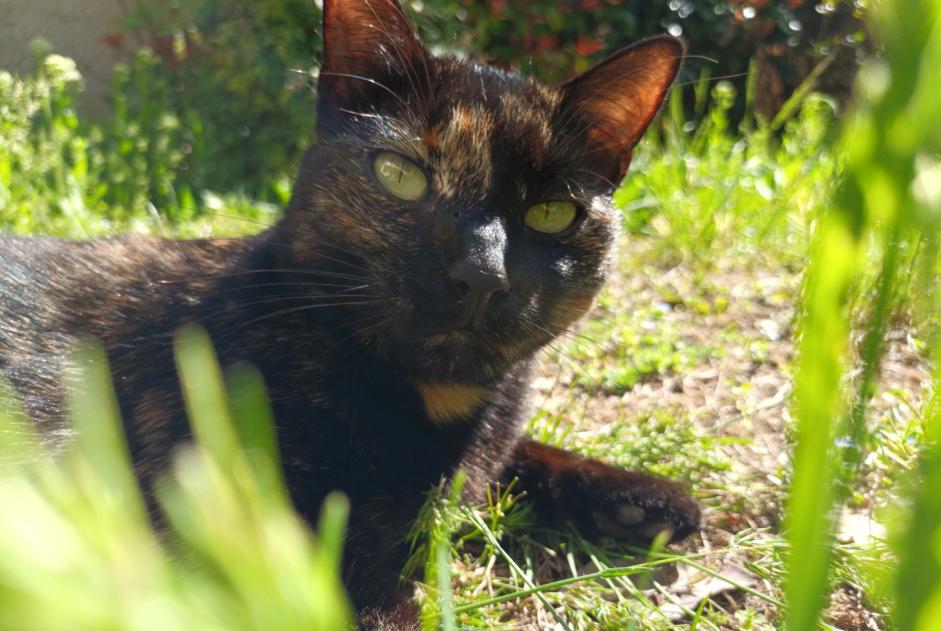 Vermisstmeldung Katze  Weiblich , 5 jahre Sentenac-de-Sérou Frankreich