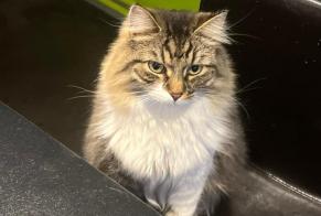 Vermisstmeldung Katze Männliche , 4 jahre Antoing Belgien