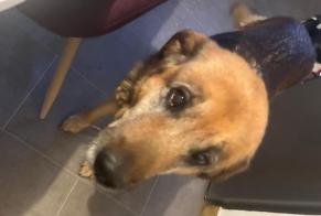 Fundmeldung Hund Weiblich , 10 Jahre Villeneuve-Sous-Pymont Frankreich