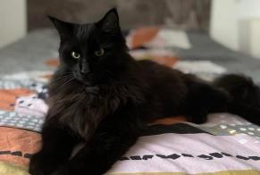 Vermisstmeldung Katze rassenmischung Männliche , 3 jahre Saubion Frankreich