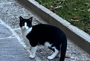 Vermisstmeldung Katze  Männliche , 1 jahre Fribourg Schweiz
