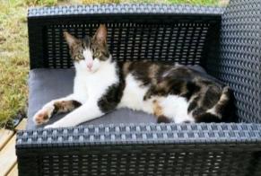 Vermisstmeldung Katze  Männliche , 2 jahre Plérin Frankreich