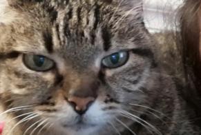 Vermisstmeldung Katze Weiblich , 15 jahre Tours Frankreich