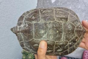 Fundmeldung Schildkröte Unbekannt Sierre Schweiz
