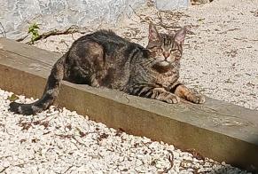 Vermisstmeldung Katze Weiblich , 14 jahre Audincourt Frankreich