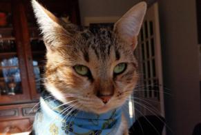 Vermisstmeldung Katze Weiblich , 2 jahre Plan-d'Orgon Frankreich