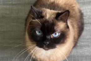 Vermisstmeldung Katze  Weiblich , 6 jahre Artigues-près-Bordeaux Frankreich
