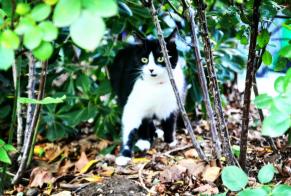 Vermisstmeldung Katze  Weiblich , 5 jahre Valmondois Frankreich