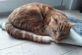 Disappearance alert Cat  Male , 7 years Delémont Switzerland