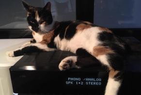 Disappearance alert Cat  Female , 5 years Château-Salins France