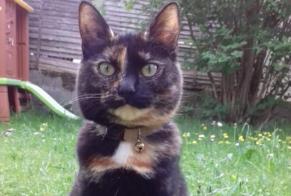 Disappearance alert Cat Female , 5 years Saint-Laurent-sous-Coiron France