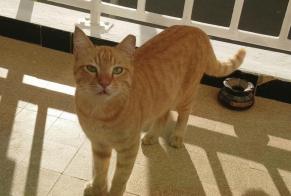 Disappearance alert Cat  Male , 9 years Arcueil France