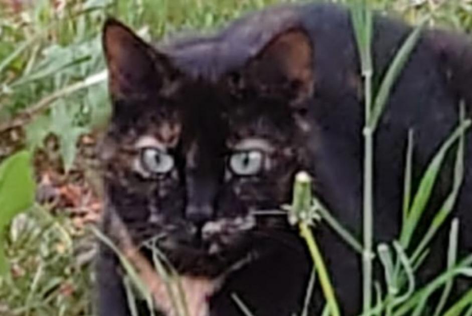 Disappearance alert Cat  Female , 5 years Thuret France