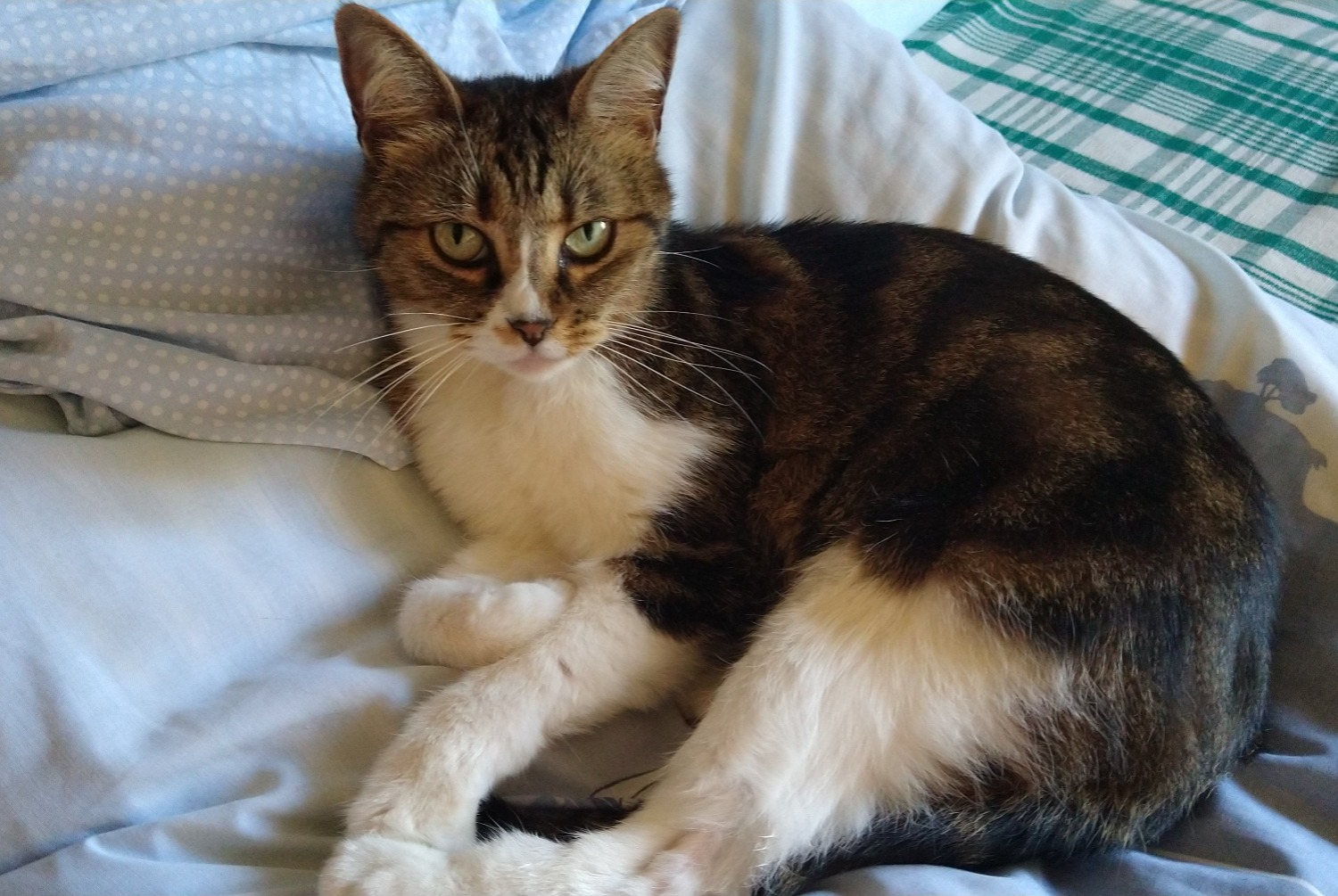 Disappearance alert Cat miscegenation Female , 12 years Châtel-Guyon France