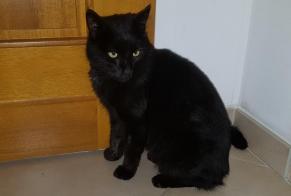 Disappearance alert Cat  Male , 7 years Oudon France