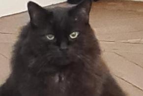 Disappearance alert Cat Male , 12 years Quintin France