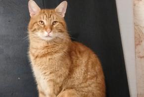 Disappearance alert Cat  Male , 2 years Colomby-Anguerny France