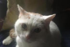 Disappearance alert Cat Male , 3 years Saint-Brieuc France