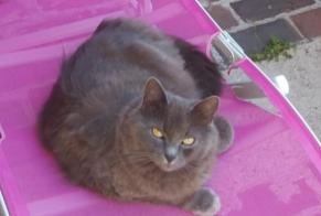 Disappearance alert Cat miscegenation Male , 10 years Saint-Quentin France