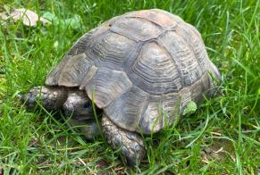 Discovery alert Tortoise Unknown Blonay - Saint-Légier Switzerland