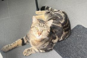 Discovery alert Cat Male Lausanne Switzerland