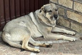Discovery alert Dog miscegenation Male Roma Italy