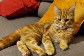 Disappearance alert Cat Male , 1 years Troyes France