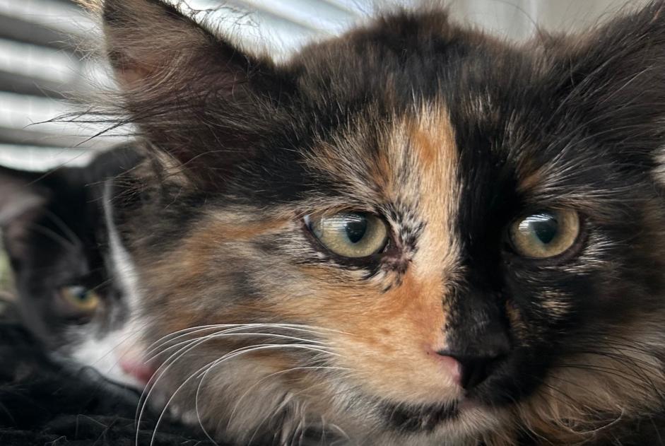 Disappearance alert Cat miscegenation Female , 1 years Corminboeuf Switzerland