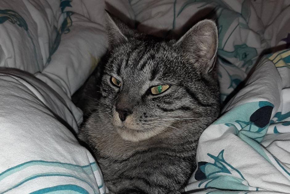 Disappearance alert Cat Male , 3 years Belmont-Broye Switzerland