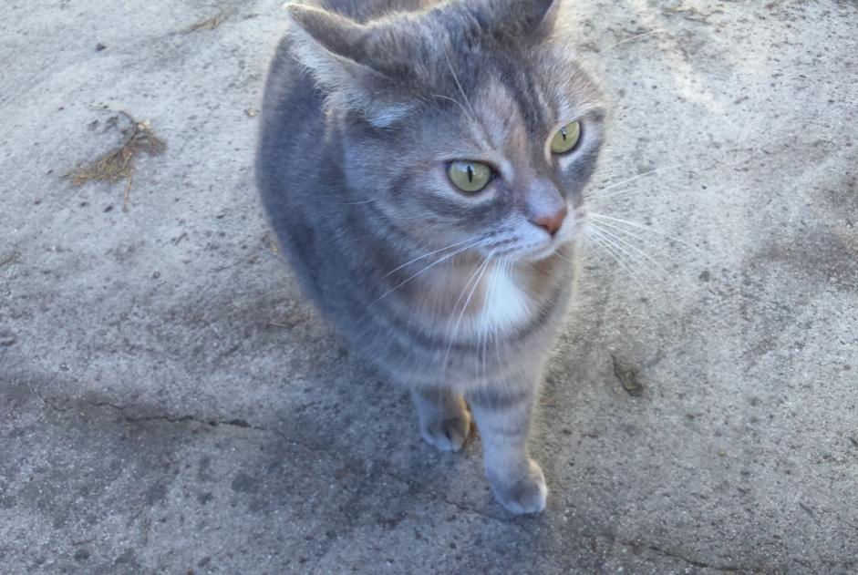 Disappearance alert Cat  Female , 11 years Vallérargues France