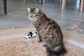 Disappearance alert Cat miscegenation Male , 1 years Mérignac France
