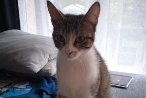 Discovery alert Cat Female , Between 4 and 6 months Clermont-Ferrand France