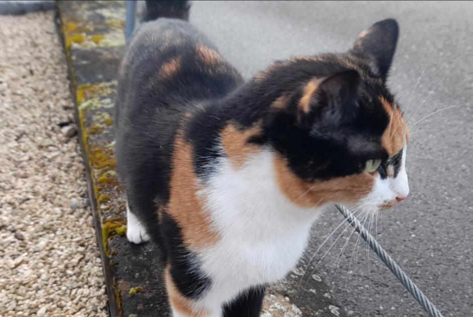Disappearance alert Cat Female , 2 years Untersiggenthal Switzerland