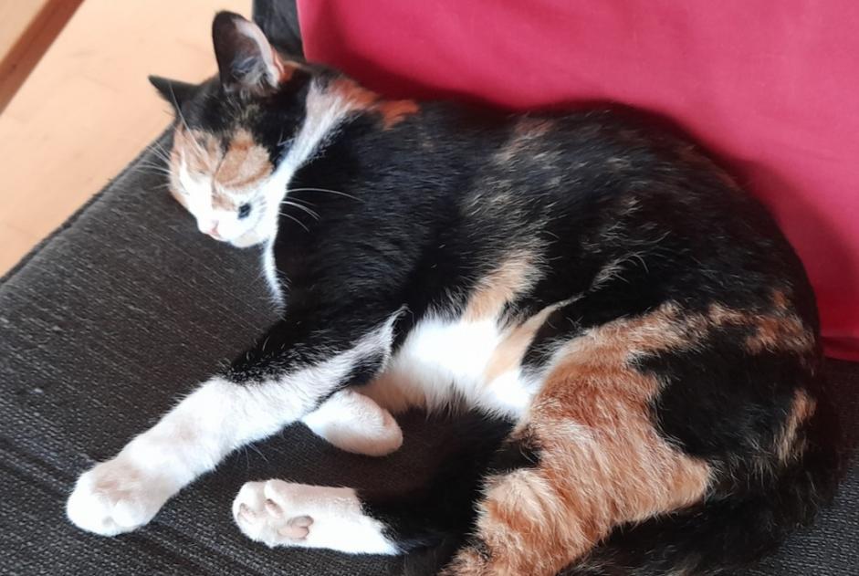 Disappearance alert Cat Female , 2 years Untersiggenthal Switzerland