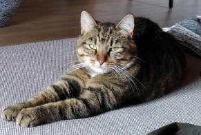Disappearance alert Cat Male , 11 years Forel (Lavaux) Switzerland