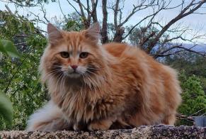 Discovery alert Cat miscegenation Male Beauchastel France