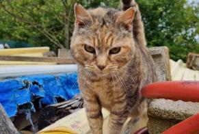 Discovery alert Cat Female , 3 years Pluduno France