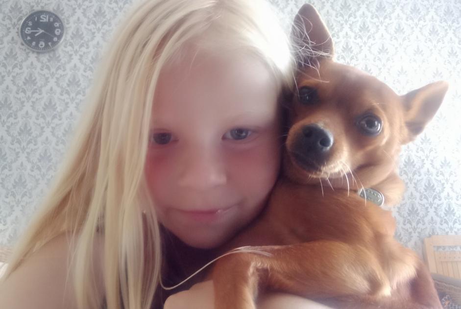 Disappearance alert Dog  Female , 5 years Miré France